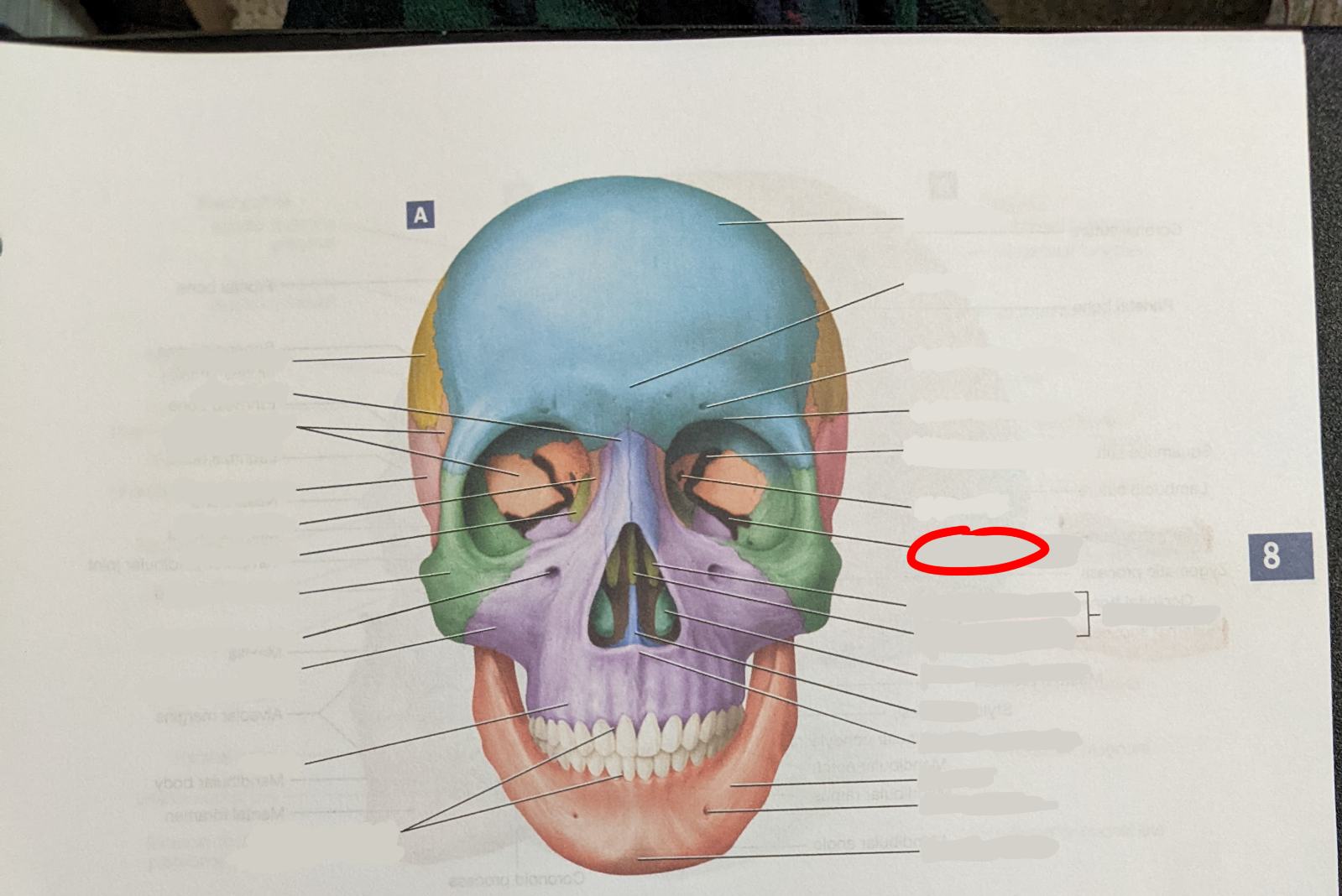 knowt flashcard image