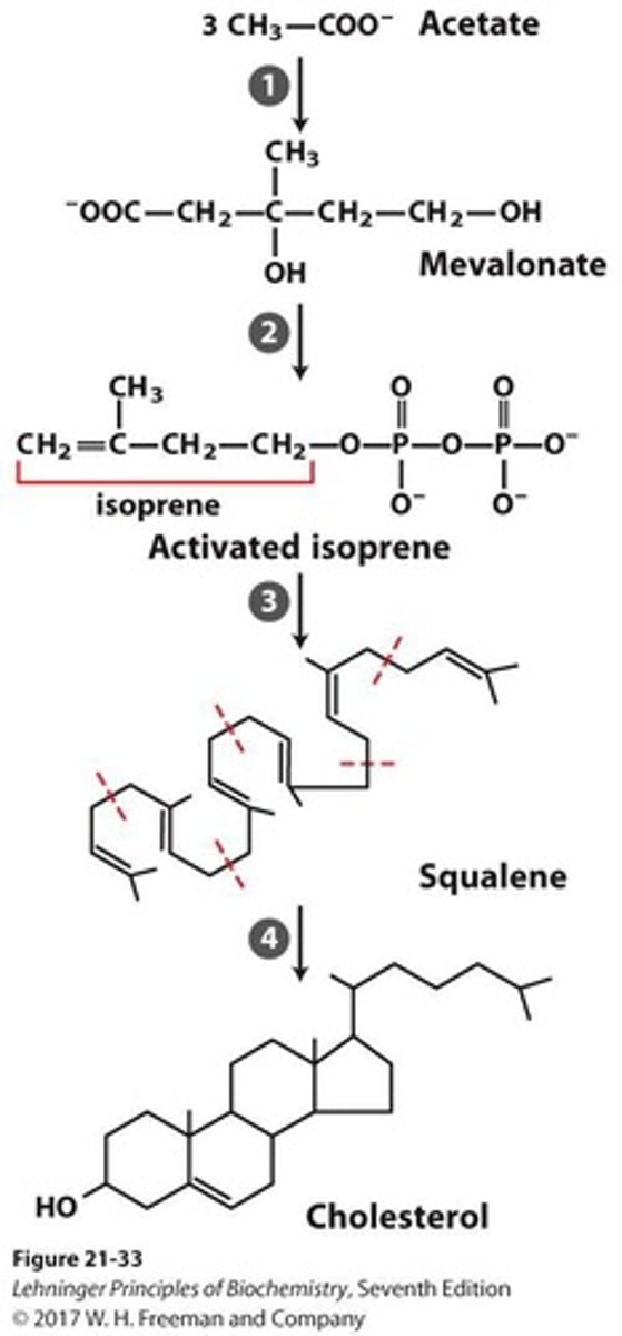 <p>Intermediate formed from acetyl-CoA in cholesterol biosynthesis.</p>