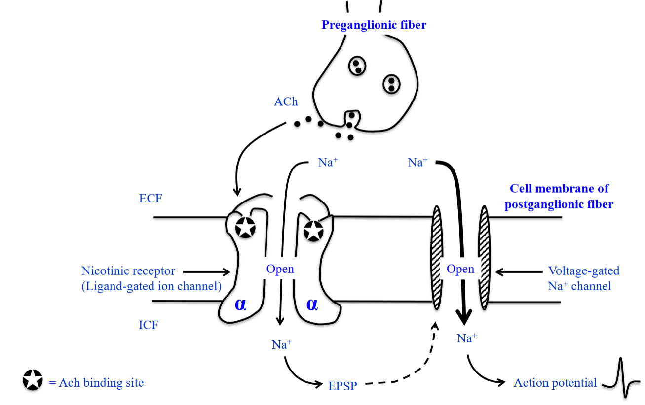 <ul><li><p>Huge influx of Na⁺ may reach threshold to reach a AP. </p></li><li><p>The activity of a transmitter molecule (ACh) released from preganglionic neurons is translated through its binding to nicotinic receptors into a AP in the postganglionic neuron. </p></li></ul><p></p>