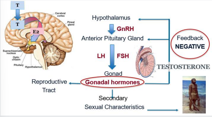 <p>before puberty, the brain is too sensitive to negative feedback, keeping testosterone levels low</p><p></p><p>puberty happens because brain loses this extreme sensitivity, allowing testosterone levels to surge and allow testicular development</p><p></p><p><span data-name="octagonal_sign" data-type="emoji">🛑</span> Before Puberty</p><ul><li><p><span>The brain is highly sensitive to negative feedback.</span></p></li><li><p><span>Even tiny amounts of testosterone/E2 shut down GnRH, LH, and FSH.</span></p></li><li><p><span><strong>Result</strong>: Testosterone stays very low.</span></p></li></ul><p></p><p><span data-name="rocket" data-type="emoji">🚀</span> At Puberty</p><ul><li><p><span>The brain becomes <strong>less sensitive</strong> to negative feedback.</span></p></li><li><p><span>It ignores low-level hormone signals and keeps pumping GnRH, LH, and FSH.</span></p></li><li><p><span><strong>Result</strong>: Testicular development begins and testosterone surges.</span></p></li></ul><p></p><p><span data-name="brain" data-type="emoji">🧠</span> The Role of E2 (Estradiol)</p><ul><li><p><span>Testosterone enters the brain and converts to E2 via aromatase in </span><span style="color: purple;">brain, fat tissue, and testes</span><span>.</span></p></li><li><p><span>This brain-made E2 provides the actual negative feedback signal.</span></p></li></ul><p></p><p>Even though testosterone is the dominant sex hormone in males, estradiol still plays important roles in male physiology:</p><ul><li><p><span style="color: purple;">Bone health and closure of growth plates</span></p></li><li><p><span style="color: purple;">Brain function</span></p></li><li><p><span style="color: purple;">Libido</span></p></li><li><p><span style="color: purple;">Feedback regulation of the HPG axis</span></p></li></ul><p></p>