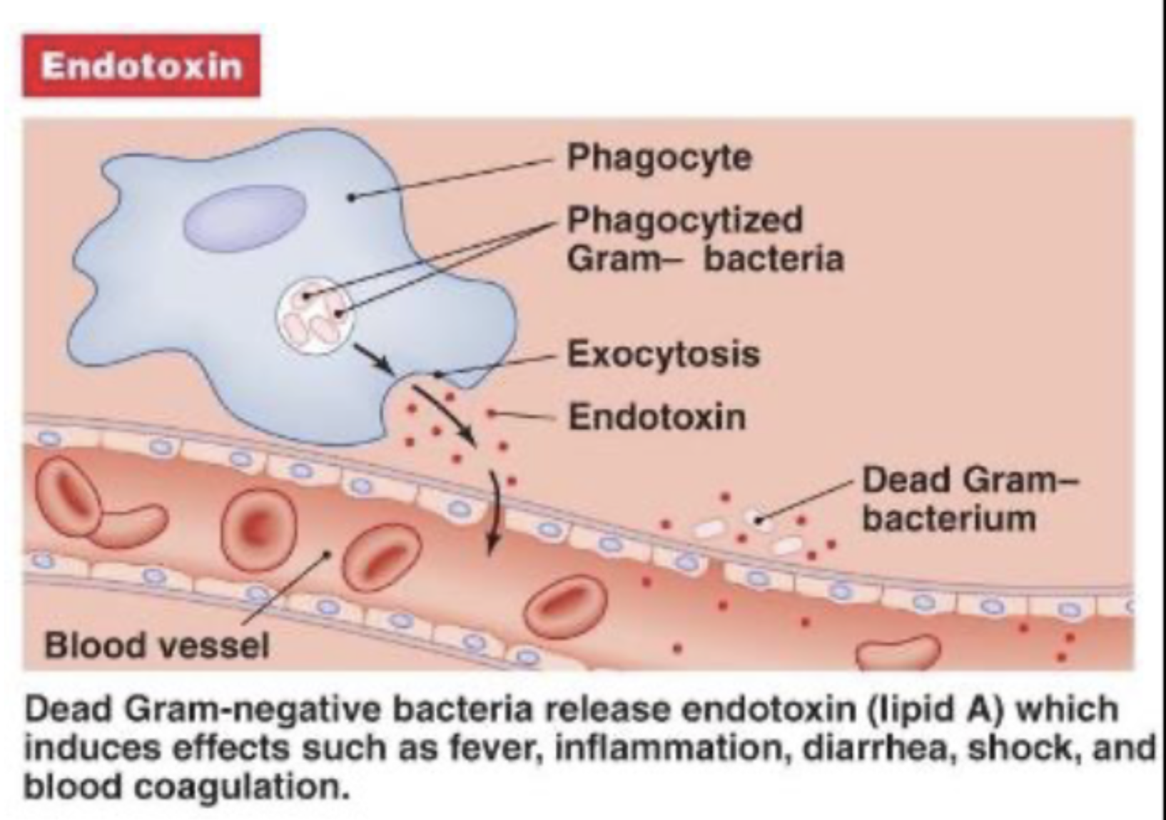 <p>D </p><p>Note: as for exotoxins, they are found in both G- and G+</p>