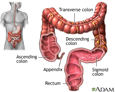 <p>part of the digestive track, the ascending is on the right side, transverse is along the top, descending is on the left side, and sigmoid is near the bottom. It’s function is to absorb water and minerals and concentrate undigested matter (fiber). </p>