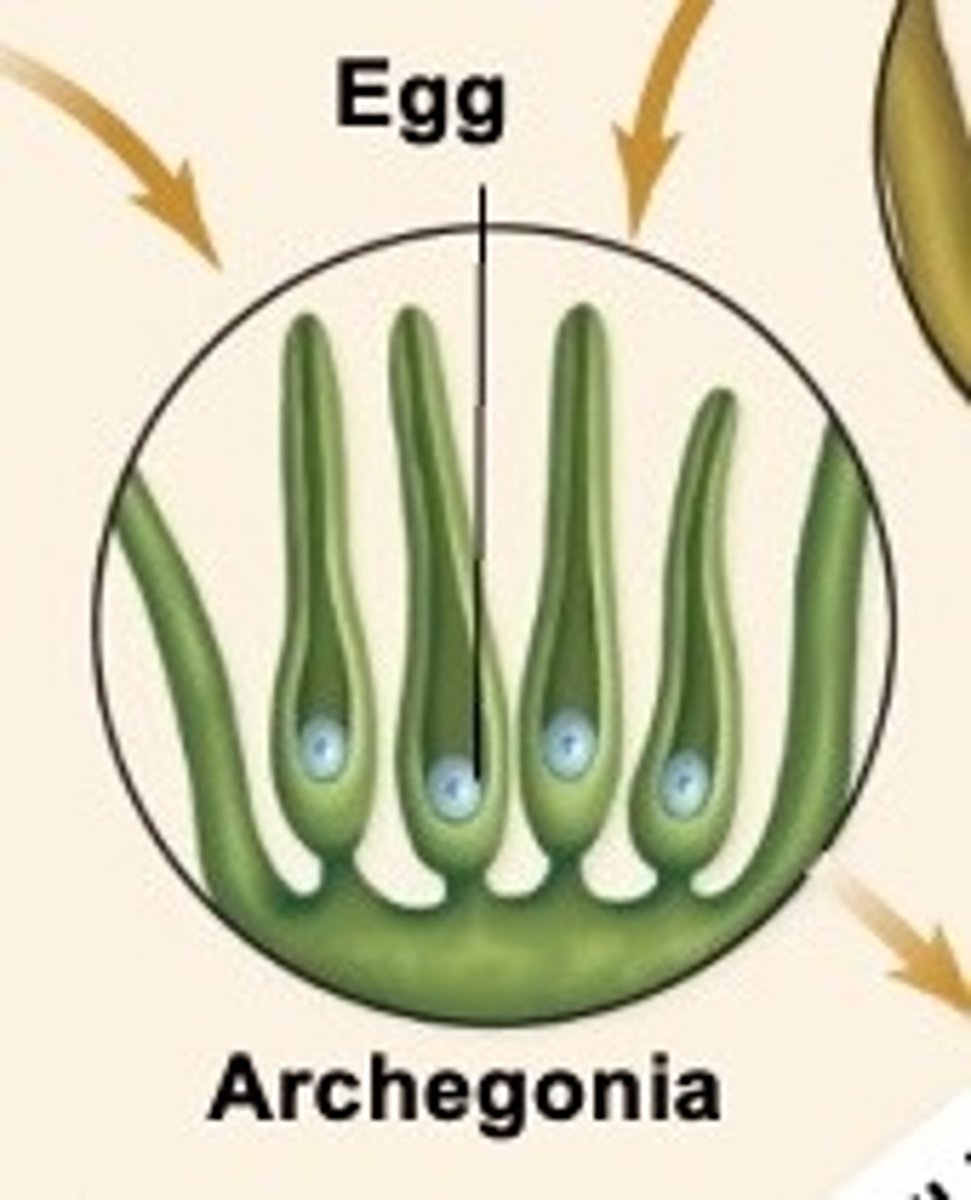 <p>Archegonia - contains the egg</p>