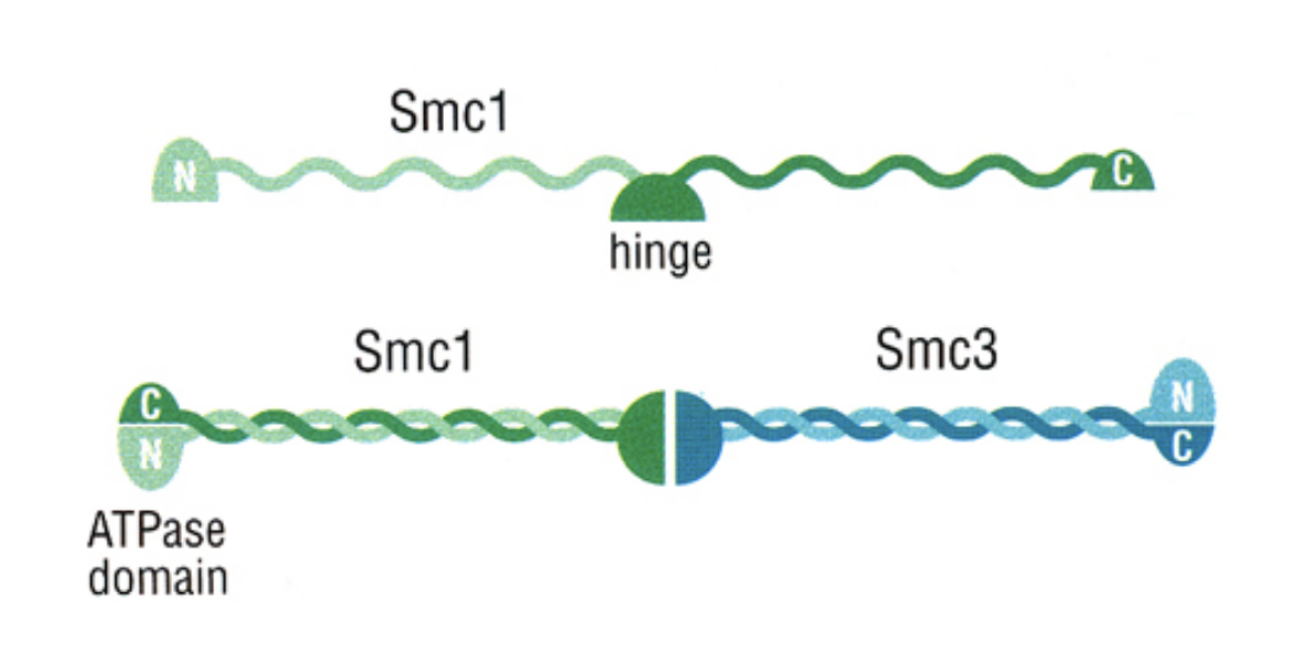 <ul><li><p>before they have become the kelsisin complexes</p></li><li><p>similar to cohesins seen previously but from different genes</p></li></ul><p></p>