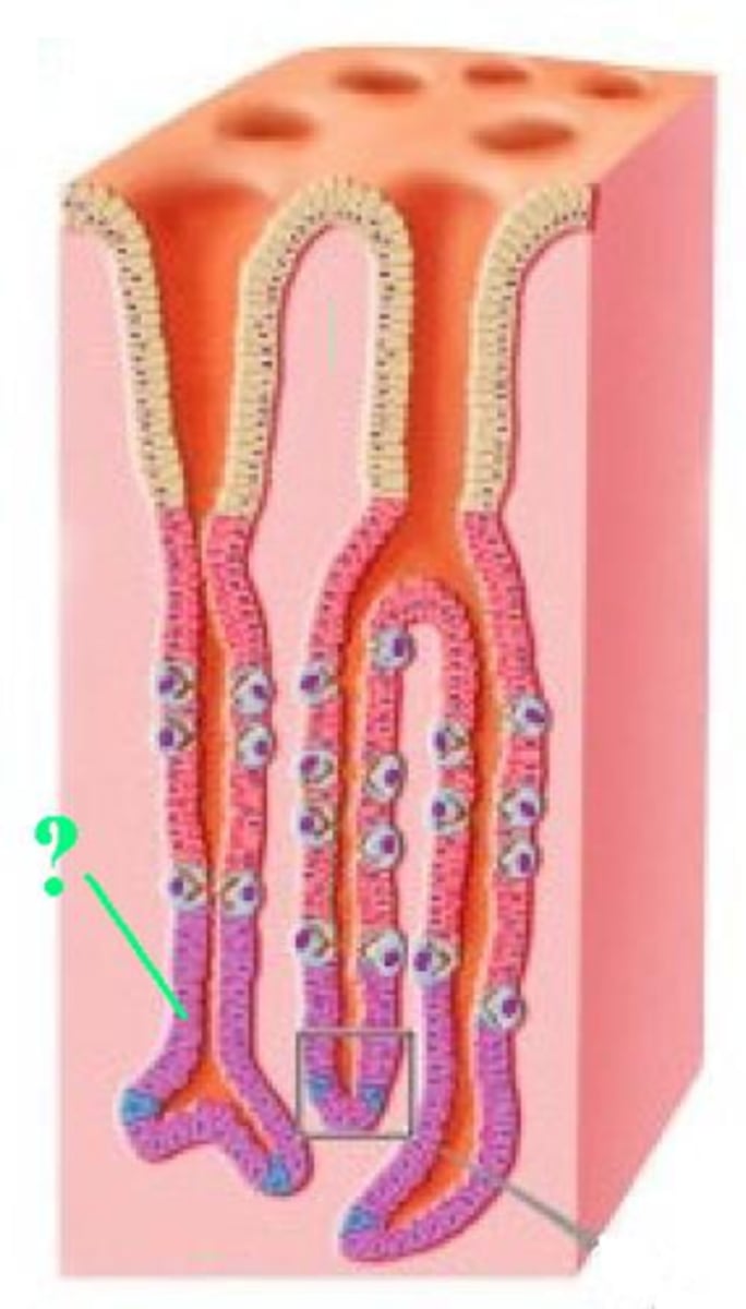 <p>Identify the indicated cell type of the stomach mucosa.</p>