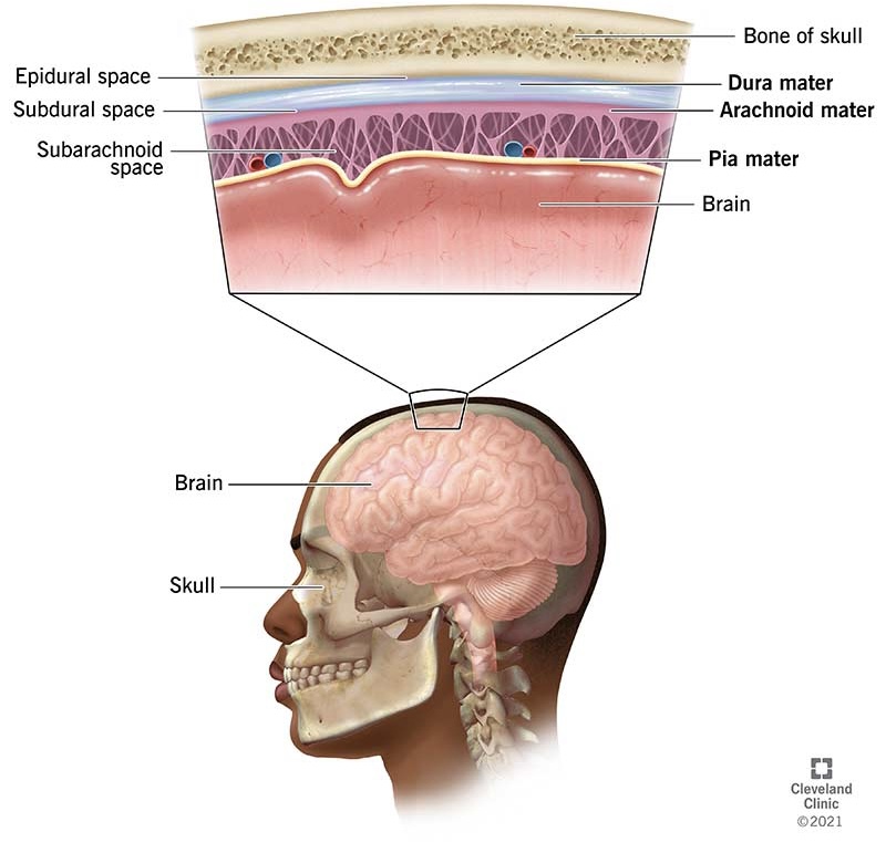 protective outer coverings of the CNS composed of connective tissue