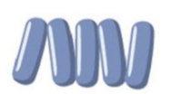 <p><span>cells of a chain remain partially attached by a</span><br><span>small hinge region at the ends</span></p>