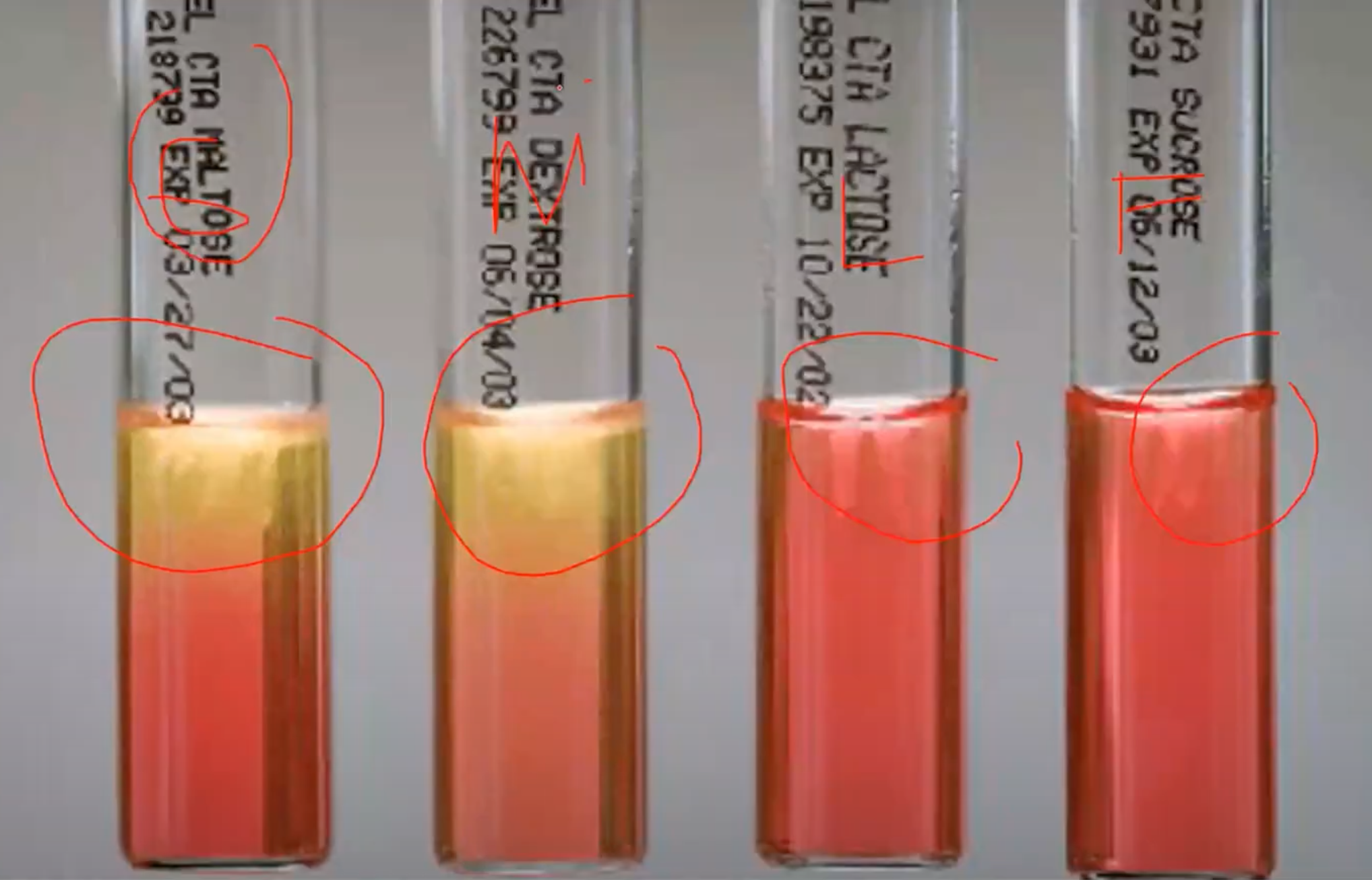 <p>CHO Utilization / Sugar Fermentation Test</p>