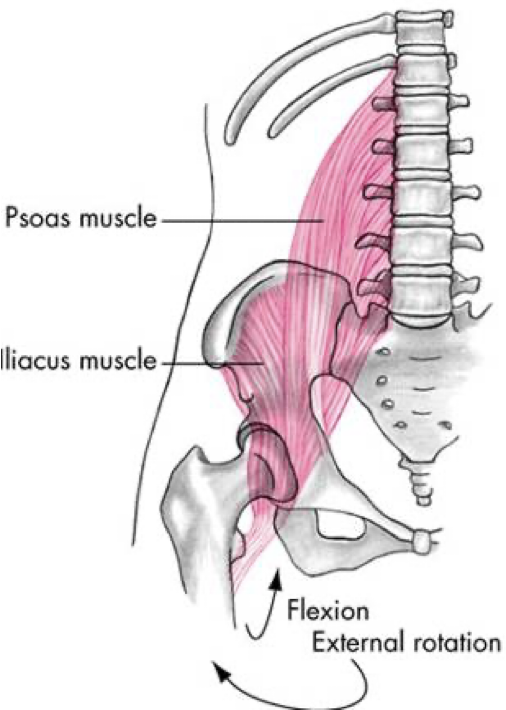 <p>anterior compartment</p>