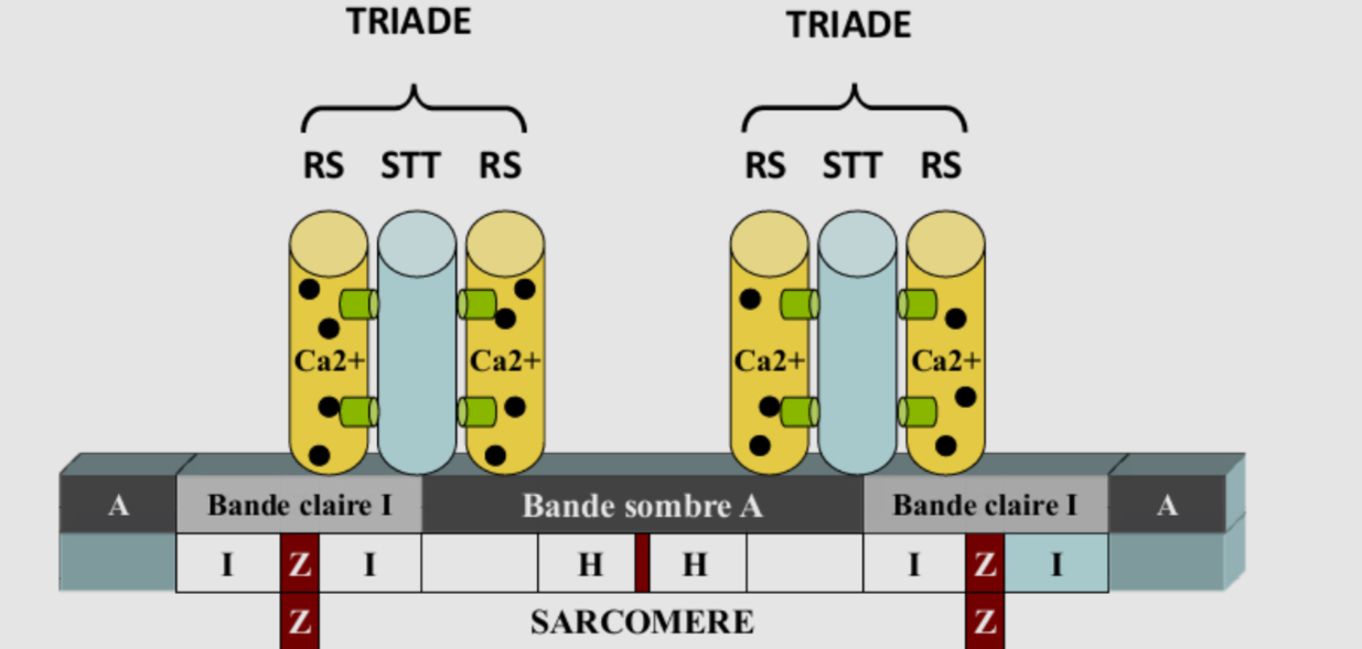 <p>La triade est la zone de contact entre :</p><ul><li><p>Deux citernes terminales du réticulum sarcoplasmique (RS) qui séquestrent du calcium</p></li><li><p>Un tubule T ou système tubulaire T (STT)</p></li><li><p>Elle est localisé à la limite entre une bande I et bande A <= Deux triades par sarcomère</p></li></ul><p></p>