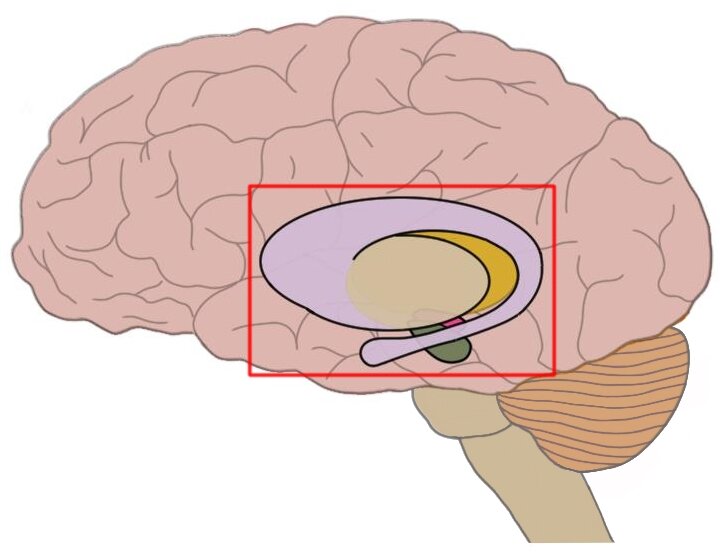 <p>coordinate motor signals, risks, goals, motivation, habit formation, reward processing</p>