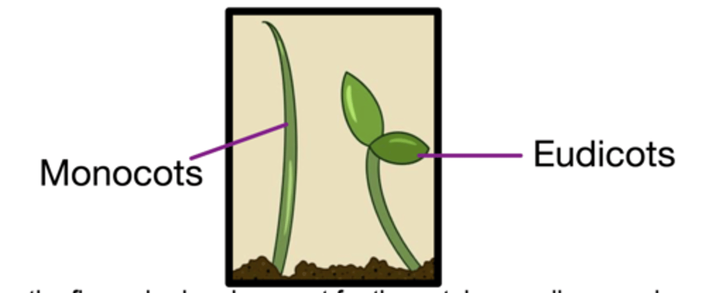 <p>Two large / diverse angiosperm lineages</p><p>Monocots: 1 Cotyledon</p><p>Ex: Grasses, cattailes, lilies, orchids, palms</p><p>Eudicots (2 Cotyledons): most familiar seed plants</p>