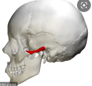 a slender process of the temporal bone that strengthens the zygomatic arch