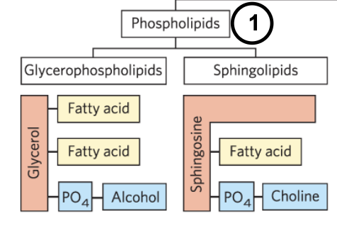 <p>have a hydrophobic region attached to a phosphate, attached to a polar head group</p>