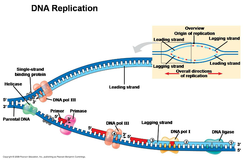 <p>Guides DNA polymerase</p>