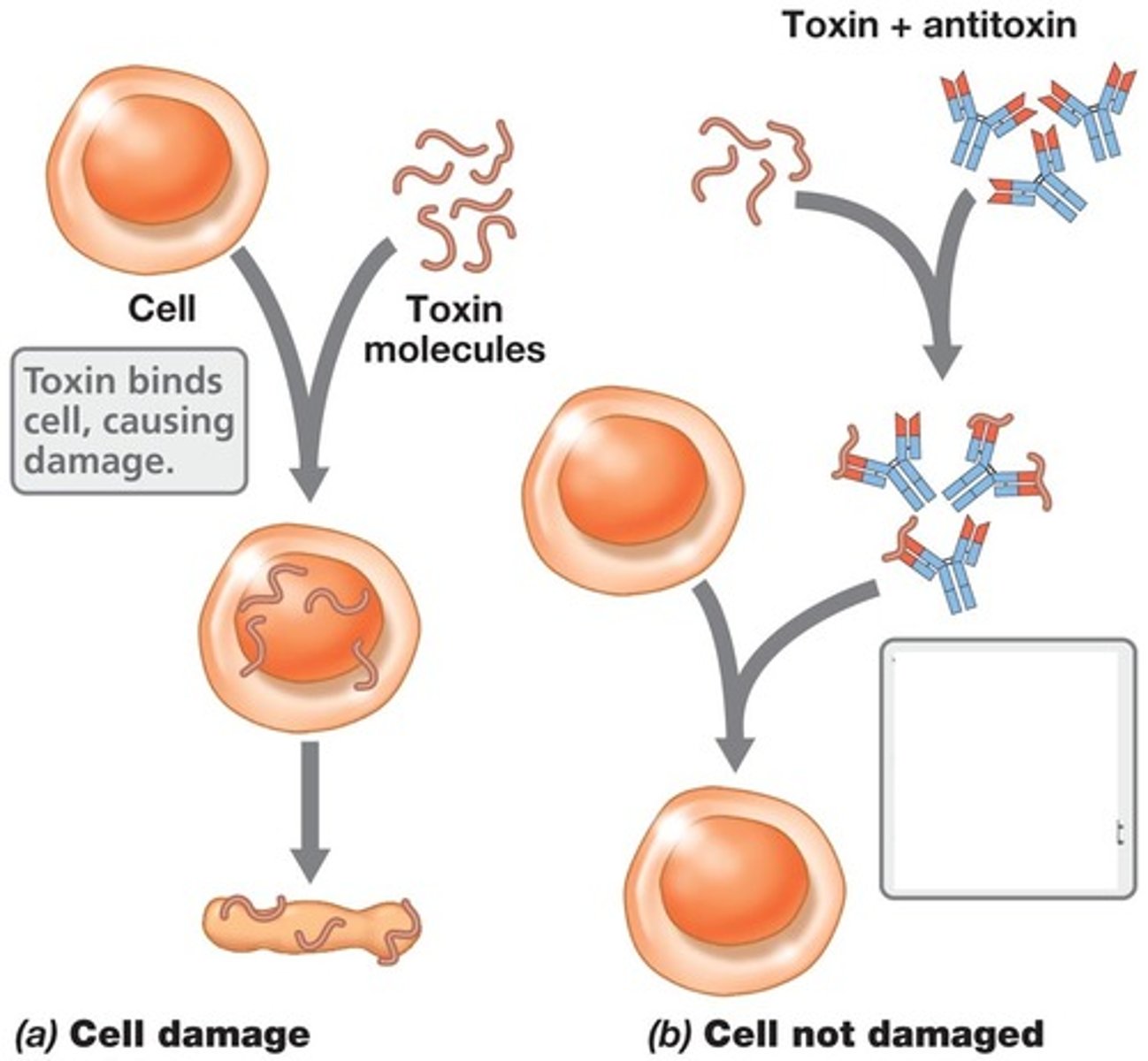 <p>Antibodies that make toxins harmless</p>