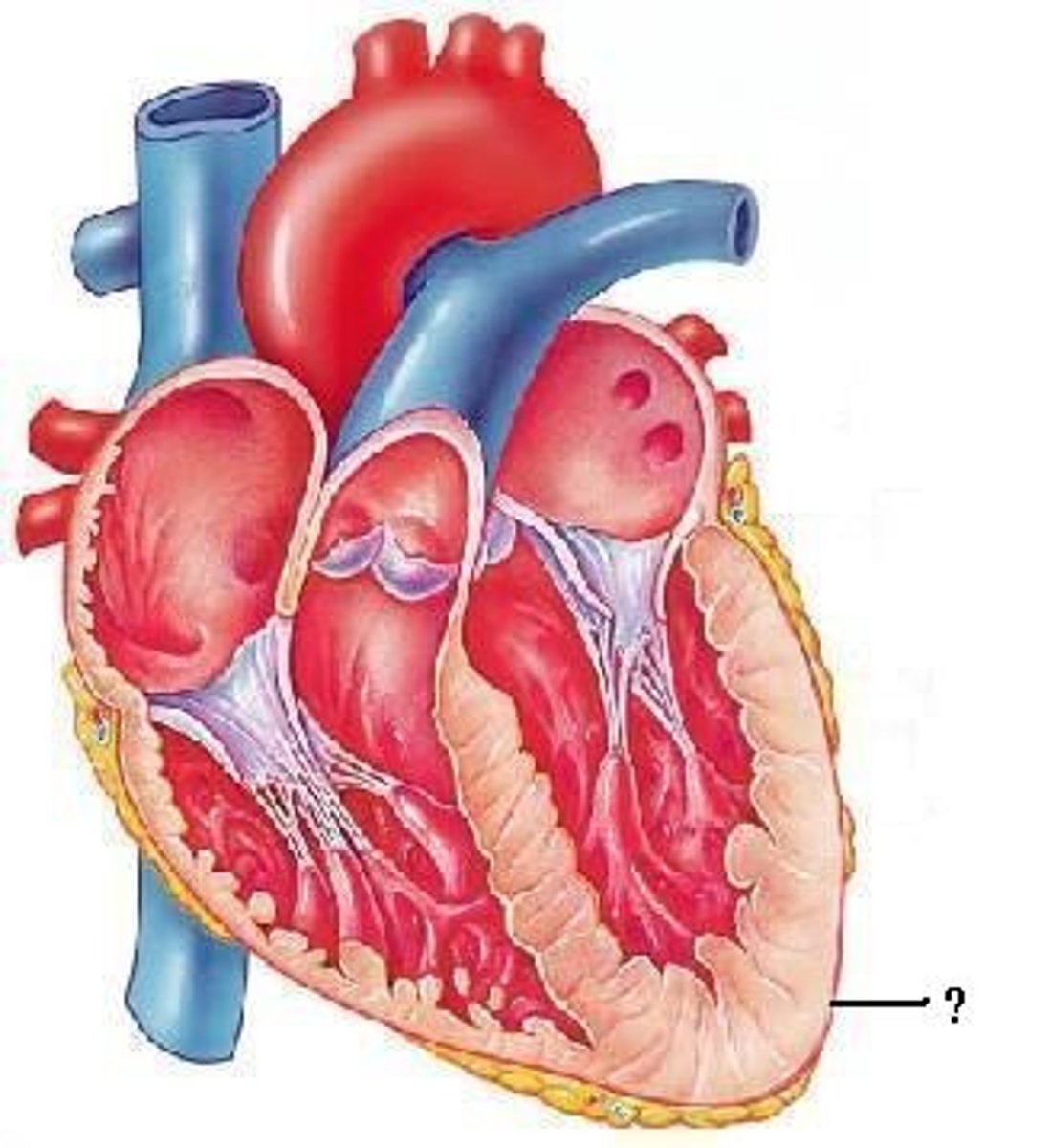 <p>visceral pericardum</p>