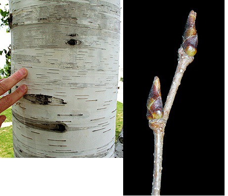 Blades: 2.8 in, oval with serrated margins
Bark: smooth and white when young, scale when older, horizontal lenticles