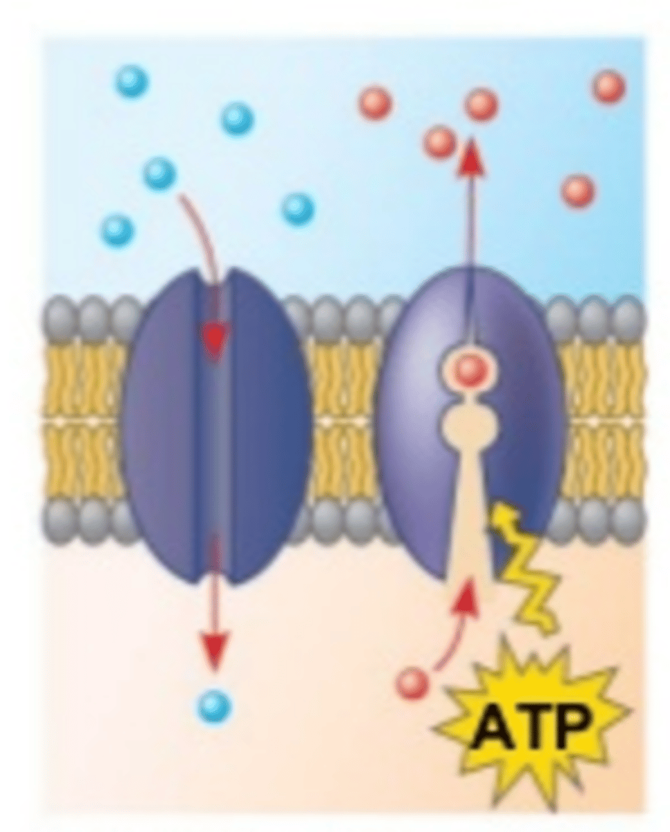 <p>Membrane protein that has a binding site for a specific solute like glucose, ions, or amino acids; constantly flip between two states so that the site is alternately open to opposite sides of the membrane</p>