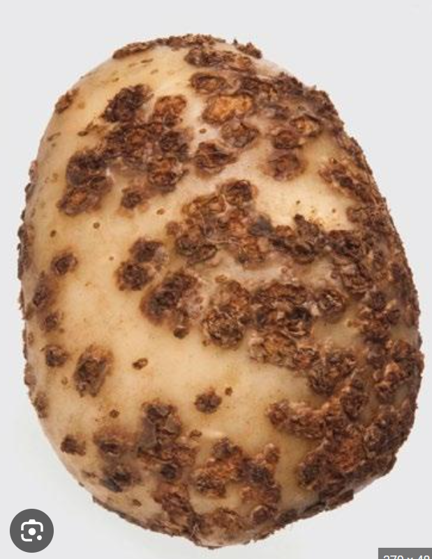 <p>powdery scab of potatoes </p>