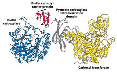<p><span>BC, BCCP, CT, and PT</span></p>