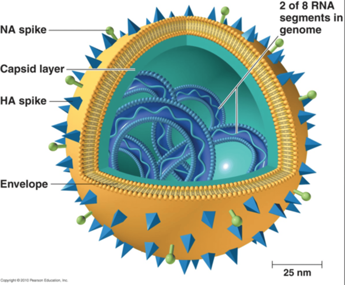 <p>Helps the virus separate from the infected cell after reproduction</p><p>- also stimulate formation of antibodies, but to lesser extent than H</p>