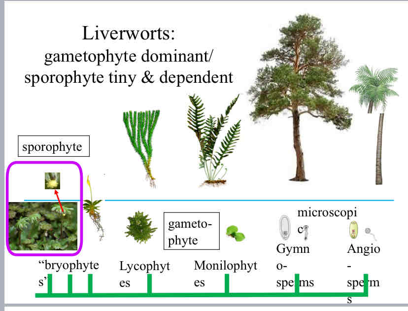 <p>Liverworts</p>