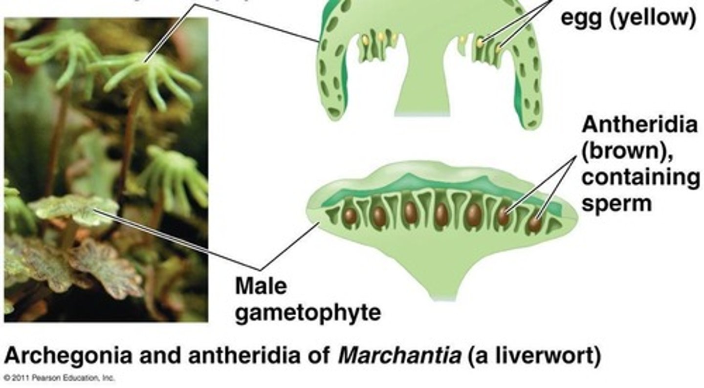 <p>Gametes are protected within multicellular structures (antheridia and archegonia).</p>
