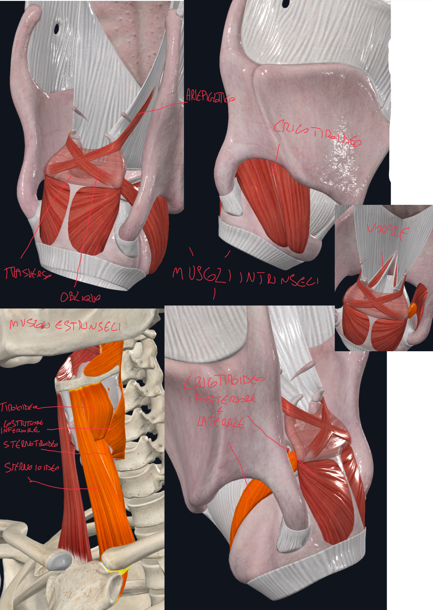 <p>Muscoli Estrinseci:</p><ul><li><p>Muscoli dove solo una estremità si inserisce sulla Laringe</p></li><li><p>La loro azione provoca lo spostamento dell’intera laringe, soprattutto durante la deglutizione</p></li><li><p>Muscoli sottoioidei:</p><ul><li><p>Tiroioideo e Sternotiroioideo → in continuità tra loro, si inseriscono sulla linea obliqua della cartilagine tiroidea</p></li><li><p>Sternoioideo</p></li><li><p>Questi abbassano l’osso ioide e la laringe</p></li></ul></li><li><p>Muscolo Costrittore Inferiore della Faringe:</p><ul><li><p>Raggiunge posteriormente la cartilagine tiroidea della laringe</p></li><li><p>Eleva la laringe</p></li></ul></li></ul><p>Muscoli Intrinseci:</p><ul><li><p>Muscoli dove entrambe le estremità si inseriscono sulla Laringe</p></li><li><p>La loro azione è nel regolare la fonazione e il passaggio dell’aria, aprendo e chiudendo la rima della glottide e variando la tensione delle pieghe vocali</p></li><li><p>Muscolo Cricotiroideo:</p><ul><li><p>Dall’arco della cartilagine cricoide al margine inferiore della cartilagine tiroidea</p></li><li><p>E’ il muscolo tensore delle corde vocali, infatti ruota la cartilagine tiroidea in avanti e in basso, aumentando la tensione e la frequenza del suono</p></li></ul></li><li><p>Muscolo Cricoaritenoideo posteriore:</p><ul><li><p>Dalla superficie posteriore della lamina della cricoide al processo muscolare dell’aritenoide</p></li><li><p>E’ il principale muscolo respiratorio della laringe e l’unico dilatatore della glottide → tira indietro il processo muscolare aritenoideo, allontanando, cioè abducendo i legamenti vocali, quindi allarga la rima della glottide</p></li></ul></li><li><p>Muscolo Cricoaritenoideo laterale:</p><ul><li><p>Dal margine superiore dell’arco cricoideo al processo muscolare dell’aritenoide</p></li><li><p>Importante per la fonazione → tira avanti il processo muscolare aritenoideo, avvicinando, cioè adducendo i legamenti vocali, quindi riduce l’apertura della rima della glottide</p></li></ul></li><li><p>Muscolo Tiroaritenoideo (muscolo vocale):</p><ul><li><p>Dalla superficie interna della cartilagine tiroidea (angolo) al processo vocale e fossa obliqua delle aritenoidi</p></li><li><p>Importante per il controllo del tono, soprattutto nel canto → aumenta la tensione nella parte anteriore e rilassa la parte posteriore delle pieghe vocali</p></li></ul></li><li><p>Muscolo Aritenoideo Trasverso:</p><ul><li><p>Tra le due cartilagini aritenoidi</p></li><li><p>Adduce le aritenoidi, quindi chiude la rima della glottide</p></li></ul></li><li><p>Muscolo Aritenoideo Obliquo:</p><ul><li><p>Dal processo muscolare di un aritenoide all’apice dell’aritenoide controlaterale, poi continua come muscolo ariepiglottico</p></li><li><p>Adduce le aritenoidi, mentre il muscolo ariepiglottico chiude l’adito laringeo, importante durante la deglutizione</p></li></ul></li><li><p>Innervazione:</p><ul><li><p>Il nervo vago invia il nervo laringeo superiore e ricorrente: il superiore è per il muscolo cricotiroideo (invia fibre sensitive alla mucosa laringea), mentre il ricorrente innerva tutti gli altri muscoli intrinseci della laringe</p></li></ul></li></ul><p></p>