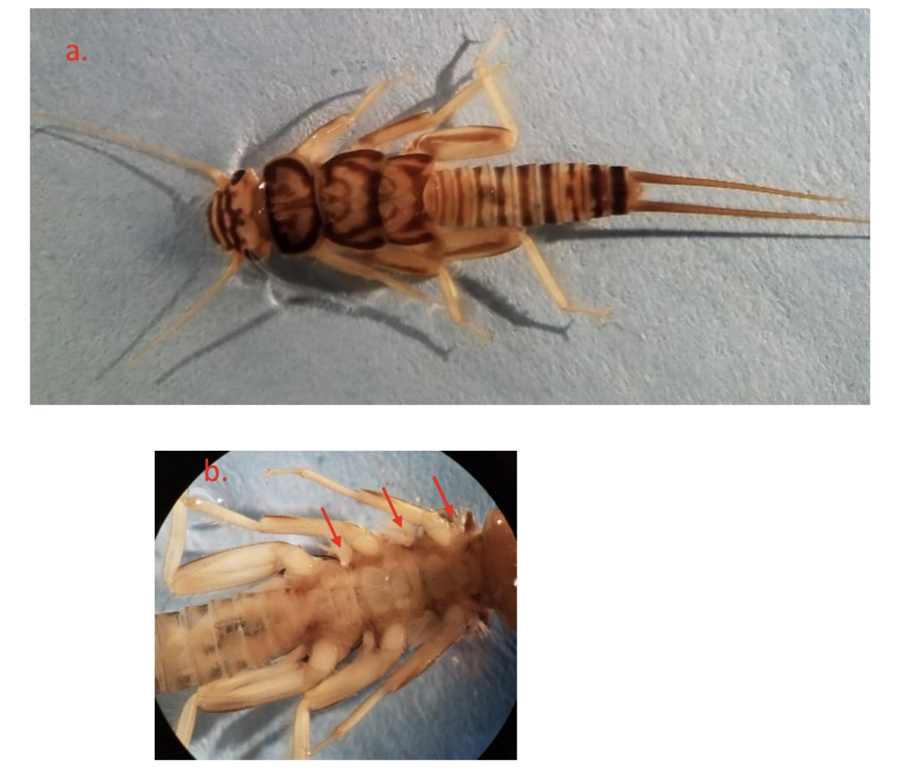 <p>Robust body pattern. Branched gills behind legs</p>