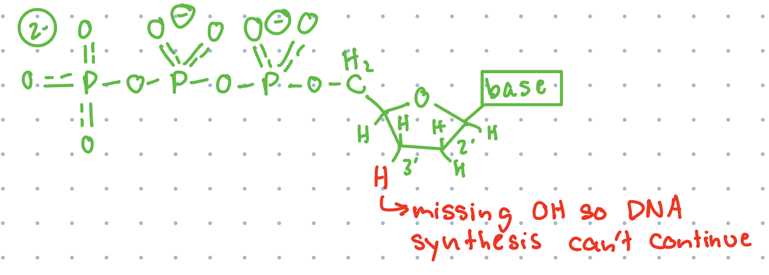 <ul><li><p>Genome sequences of entire organisms can be determined</p></li><li><p><strong>Frederick Sanger</strong>&nbsp;invented Sanger dideoxy method</p></li><li><p>Based on generation of DNA fragments whose length is determined by identity of last base on the sequence</p></li><li><p>Collection of fragments obtained through controlled termination of replication&nbsp;</p></li><li><p>Uses dideoxy analogs of each NTP to stop replication</p></li><li><p>4 separate reaction mixtures each contain small amount of 1 dideoxy analog (these are randomly incorporated)</p></li><li><p>DNA polymerase used to make complement of particular DNA which has been denatured to single strands</p></li><li><p>Incorporation of analog prevents further chain elongation</p></li><li><p>Flouresence more commonly used now instead of radioactive reagents&nbsp;</p></li><li><p>Modern DNA sequencing can sequence &gt;10^6 bases per day</p></li></ul><p></p>