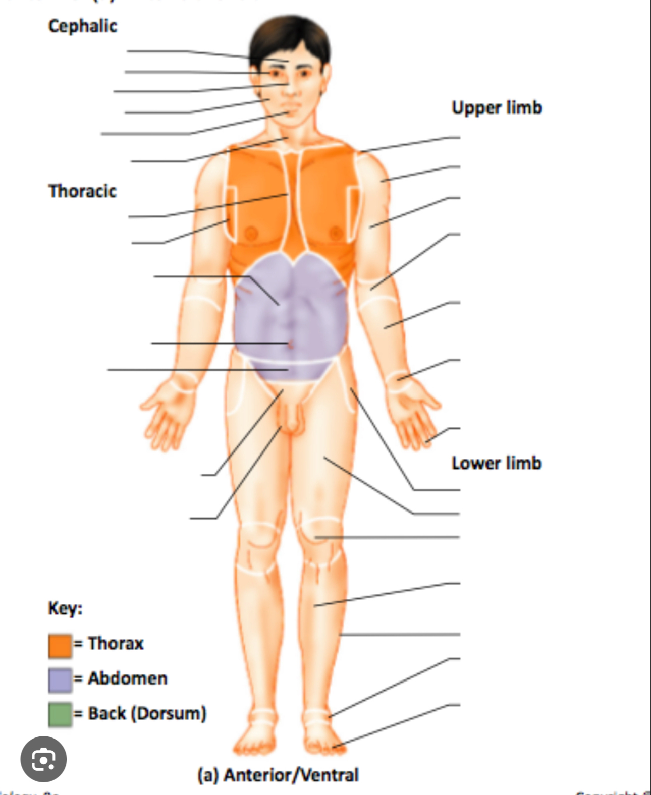 <p>Area of the body between the neck and the abdomen, also known as the chest</p>