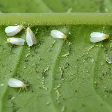<p><span>&nbsp;Small, white, flying insects that suck sap from plants, causing yellowing and weakening.</span></p>