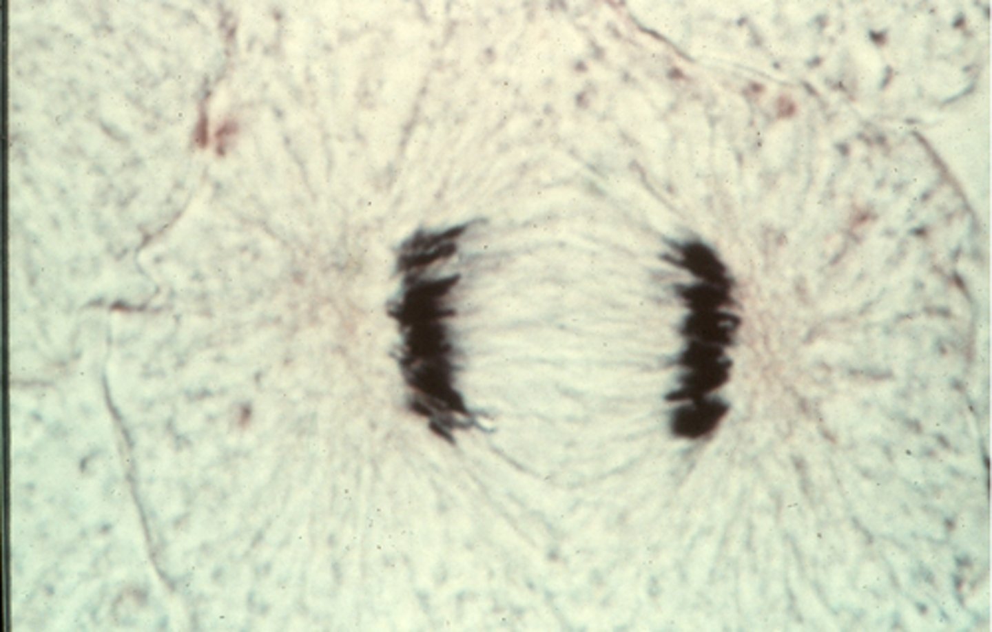 <p>This shows ________ in whitefish blastula.</p>