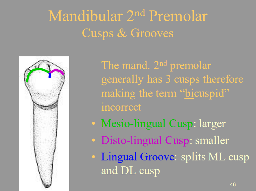 <p>A) Mesio-lingual; Disto-lingual</p>