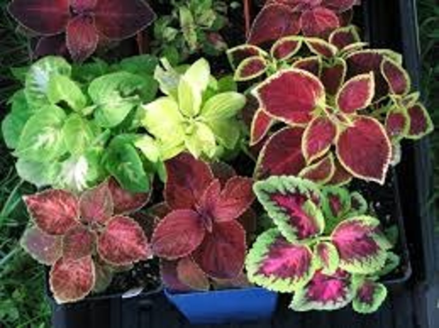 <p>Solenostemon scutellarioides (Coleus x hybridus)</p>