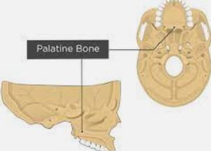 paired bone located between the maxillae and the pterygoid process of the sphenoid bone