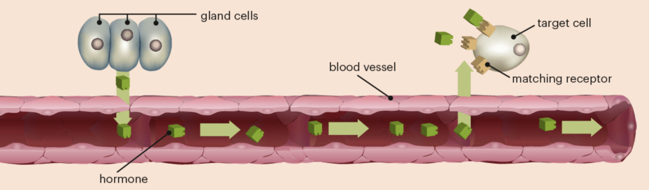 <p>target cells have specific receptors that recognise and <strong>bind</strong> into the hormone to be detected </p>