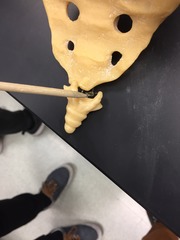 Border between coccygeal cornu