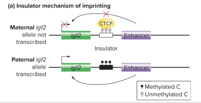 <ul><li><p>EX: ICR is an insulator that controls transcription of Igf2 gene</p></li><li><p>Nonmethylated maternal insulator is functional,; binds CTCF and transcription is silenced</p></li><li><p>Methylated paternal insulator is nonfunctional and transcription is active</p></li></ul><p></p>