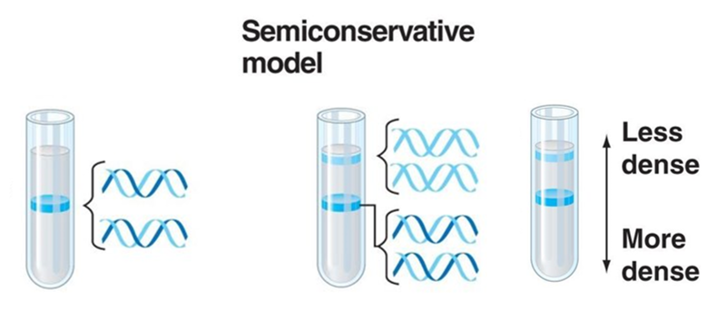 <p>-when the daughter DNA molecules have 1 <strong>original</strong> strand + 1 <strong>new</strong> strand</p><p>-<strong>Meselon-Stahl</strong> = bacteria of <sup>15</sup>N added to medium of <sup>14</sup>N + centrifuged</p>
