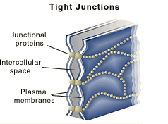 <p>Intercellular junction that seals adjacent cells to prevent passage of water and solutes.</p>