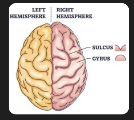 <p>depressions or grooves on the brain </p>