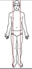 <p>Parasagittal plane or longitudinal section</p>