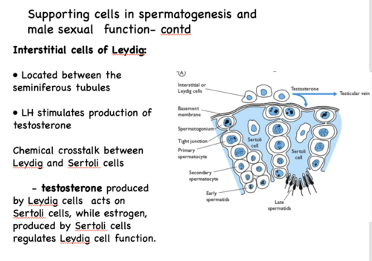 <p>Sertoli cells</p>