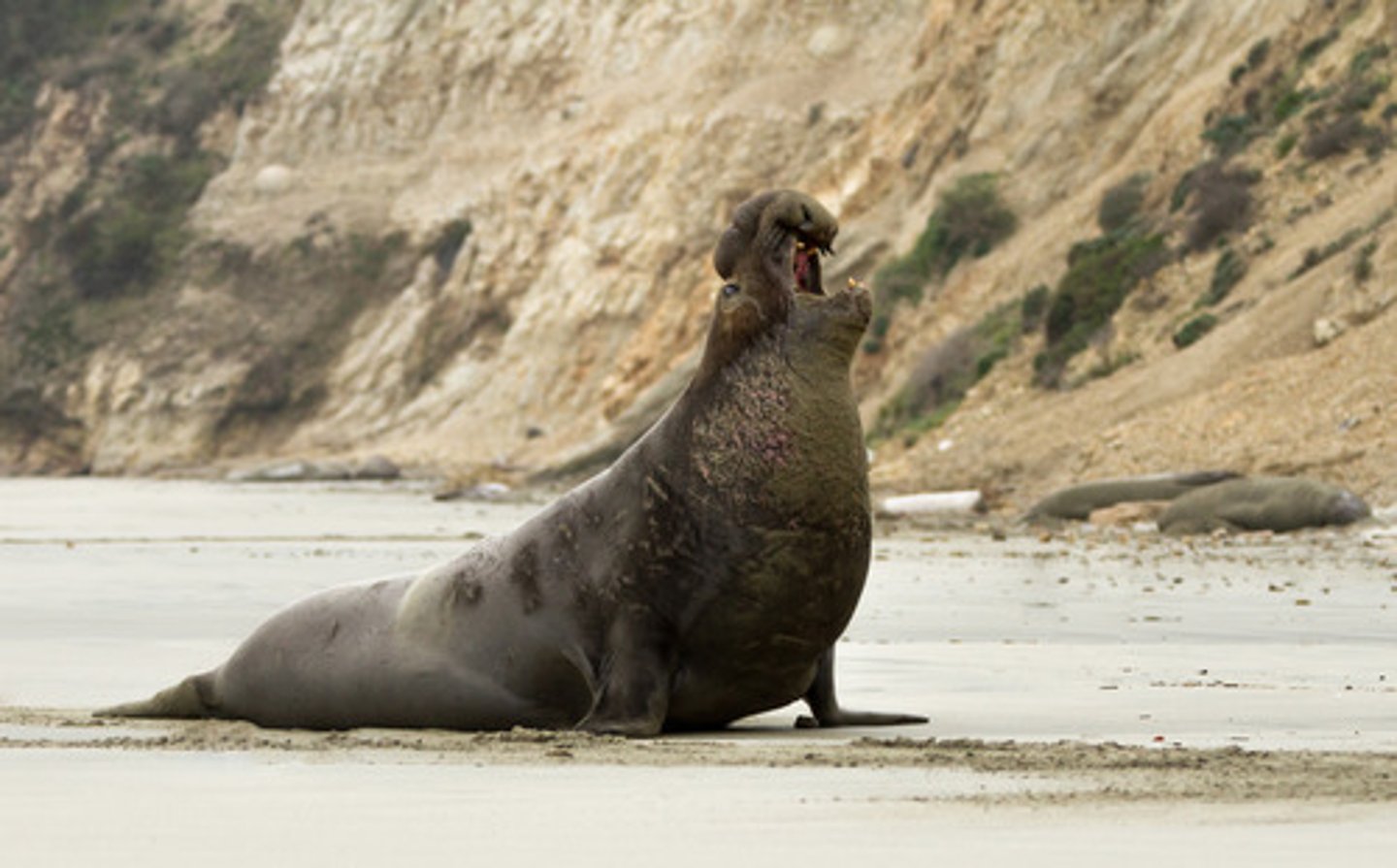 <p>males are huge and fight violent battles for control of the beach; winning male mates with resident females (females have no choice); the result of that is pups</p><p></p><p>(<strong>intra</strong>sexual)</p>