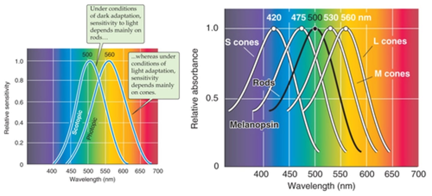 <p>What are cone photopigments?</p>