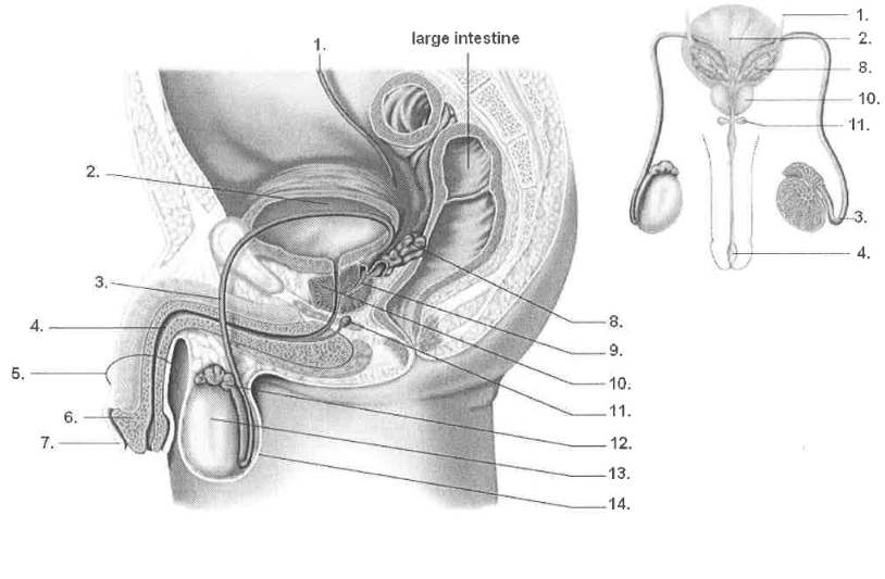 <p><strong>Label all the structures presented:</strong></p><ol><li><p> </p></li><li><p></p></li><li><p>&nbsp;</p></li><li><p>&nbsp;</p></li><li><p></p></li><li><p>&nbsp;</p></li><li><p></p></li><li><p>&nbsp;</p></li><li><p>&nbsp;</p></li><li><p>&nbsp;</p></li><li><p>&nbsp;</p></li><li><p>&nbsp;</p></li><li><p>&nbsp;</p></li><li><p>&nbsp;</p></li></ol><p></p>