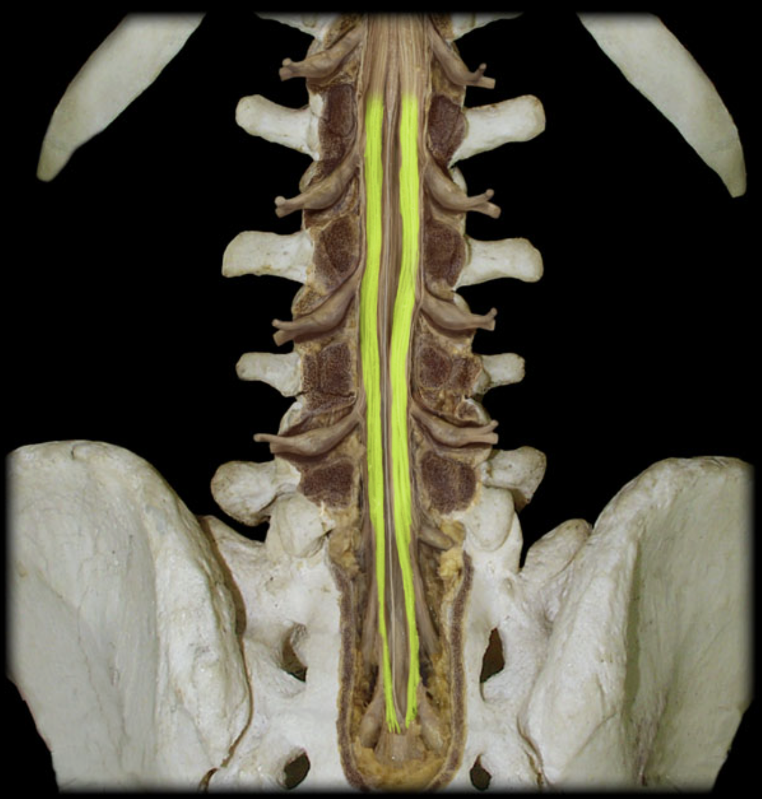 <p>What is the highlighted structure? (yellow)</p>