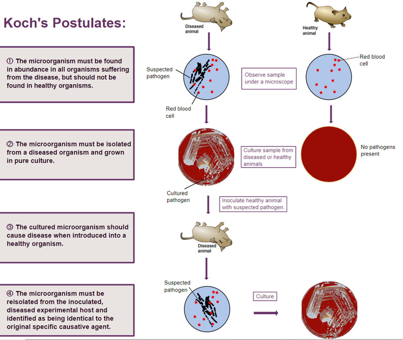 <p>way of proving that the pathogen is responsible for causing that disease in an animal</p>